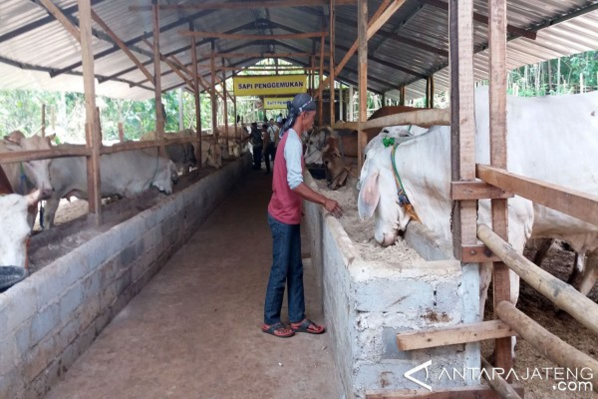 Banjarnegara Gencarkan Program Sapi/Kerbau Induk Wajib Bunting