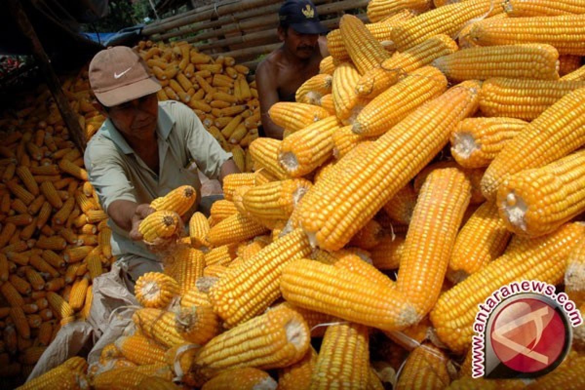 Bulog Sultra Siap Serap Hasil Panen Jagung