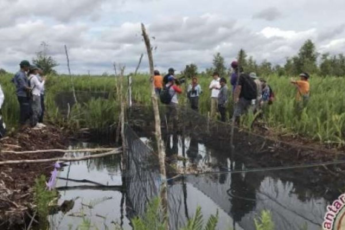 Regulasi Gambut Akibatkan 22.000 Pekerja Riau Terancam Kehilangan Pekerjaan 