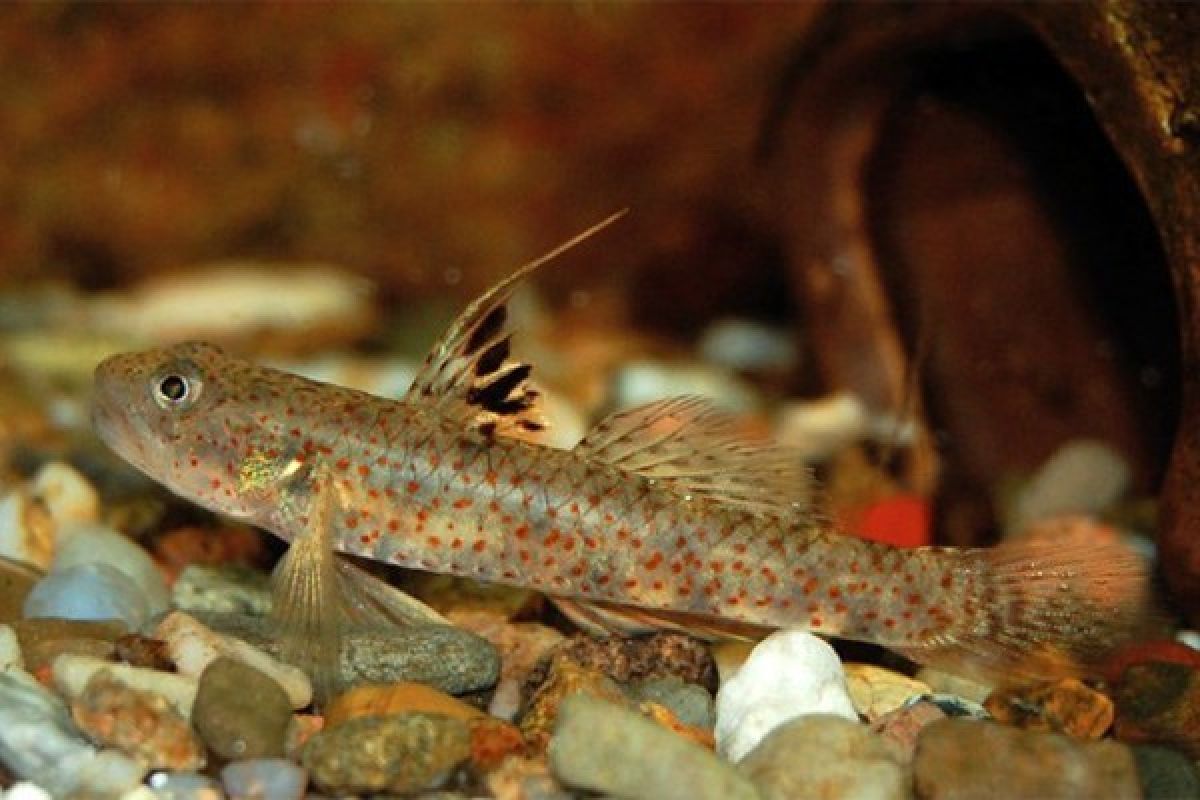 Marga Lumbantobing jadi Nama Spesies Baru Ikan Goby