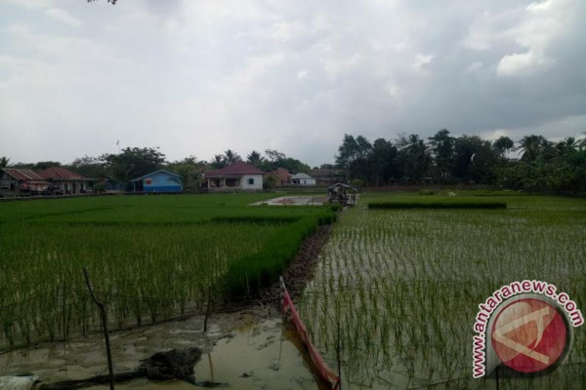 Pemprov Babel bangun 1.000 hektare sawah