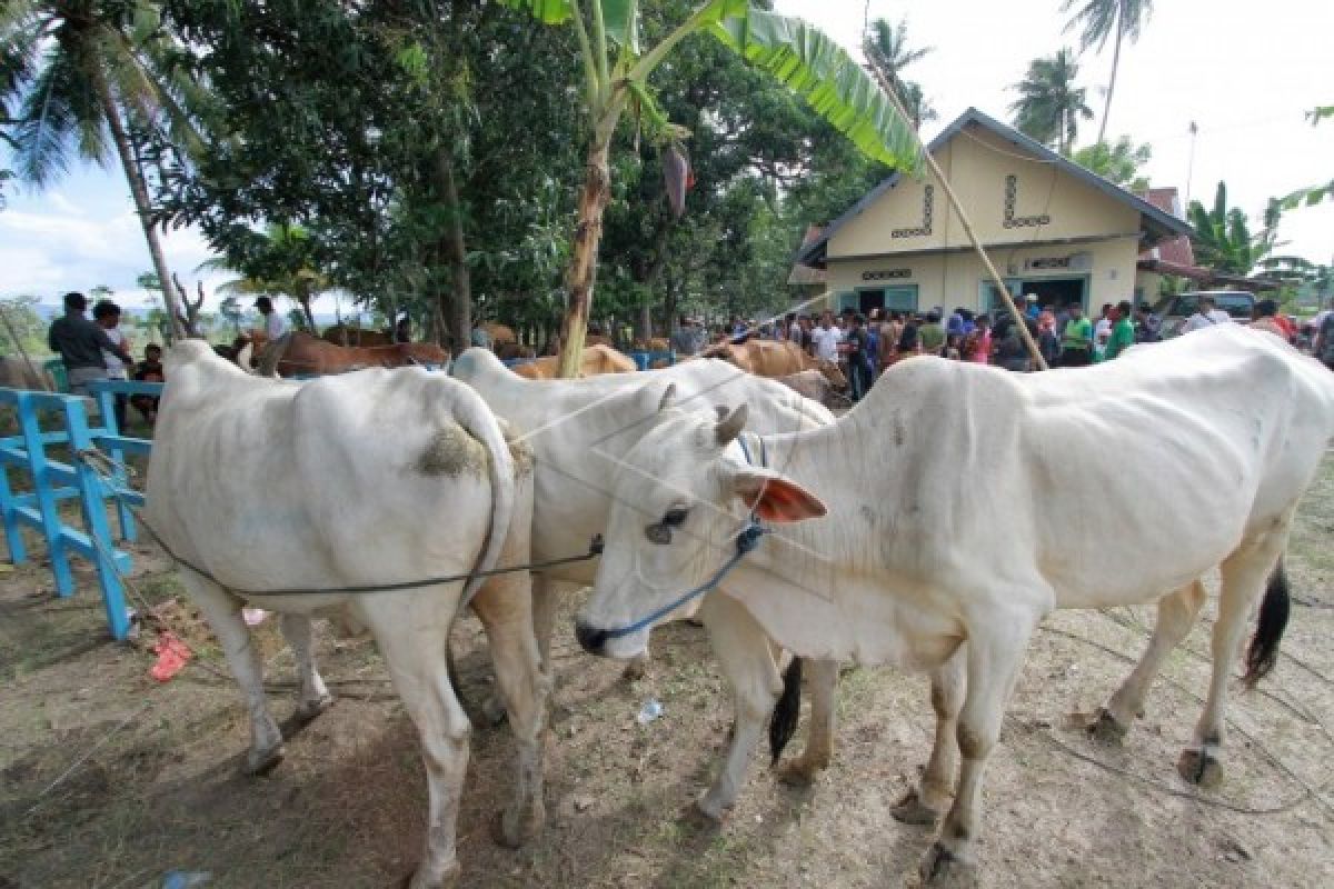 Program Upsus Siwab di Lamandau Melebihi Target