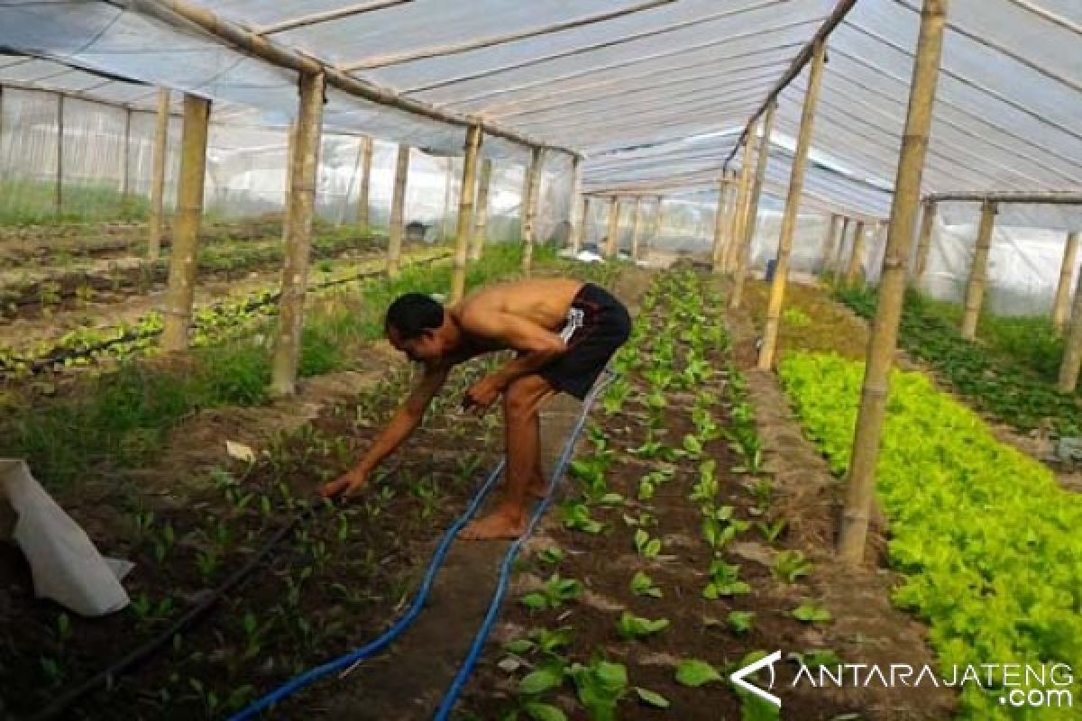 Saatnya kemarau jadi berkah