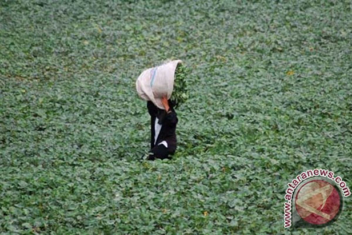 Jelang Lebaran, Harga Kangkung di Mataram Melonjak 100 Persen 