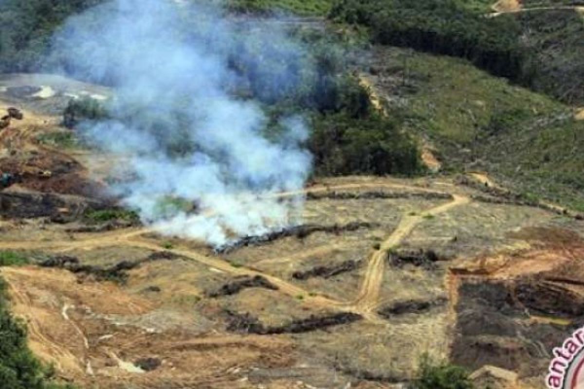 Jikalahari Sebut 15.000 Lahan Warga Riau Terancam Pidana UU Kehutanan