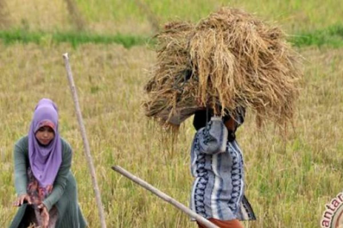 Padi Jenis Baru Kabupaten Pelalawan Mulai Dilirik Masyarakat