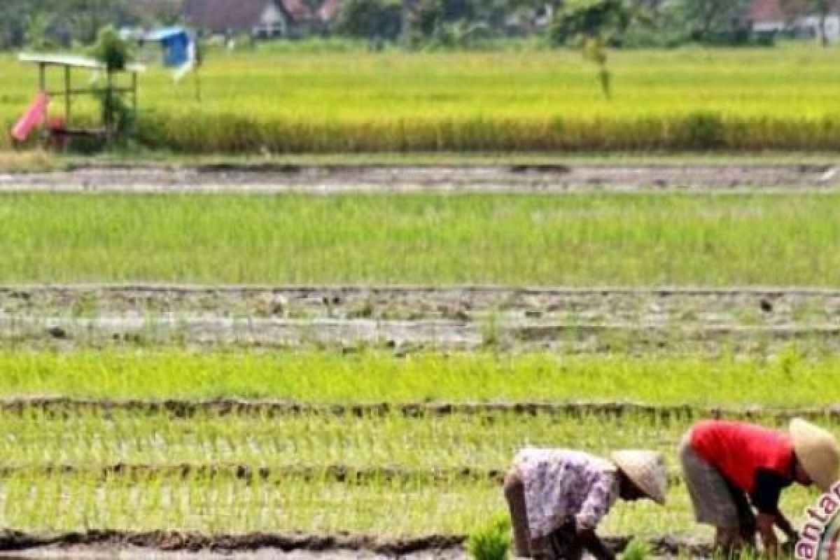 Sejumlah Petani Sawit Siak Banting Stir Tanam Padi