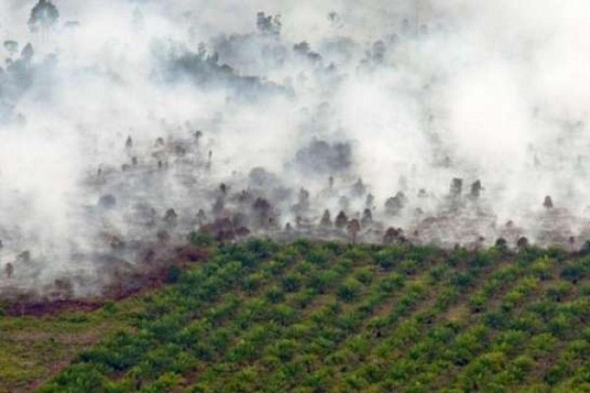 Semester Pertama 2017, 103 Ha Lahan Bengkalis Terbakar 