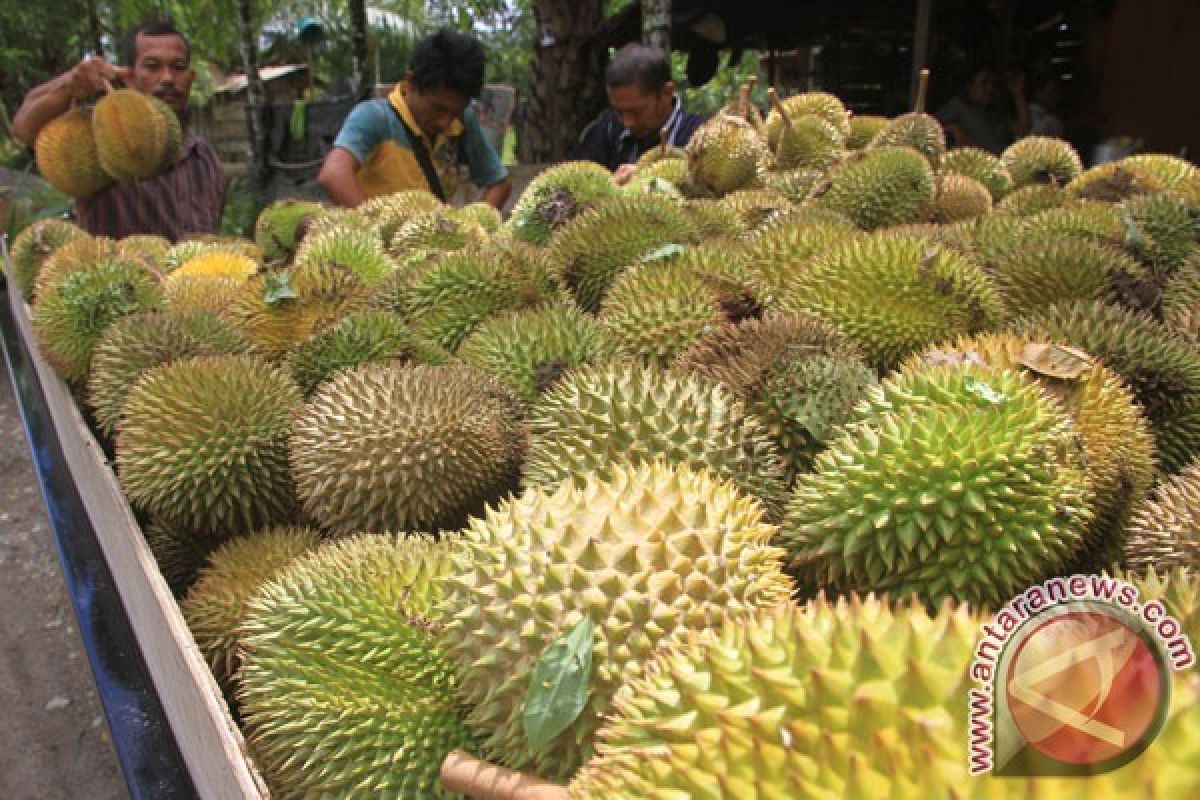 Balitbangtan pertahankan plasma nutfah durian lokal