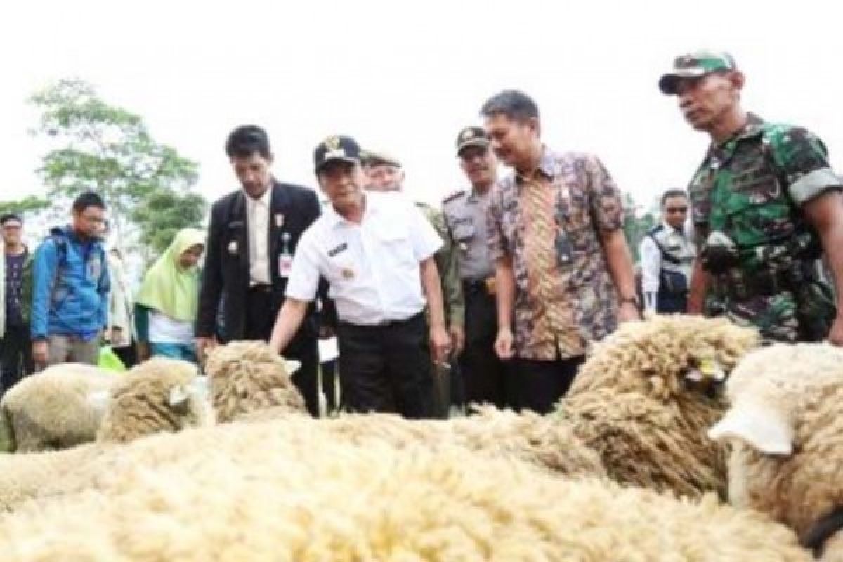 Banjarnegara Kembangkan Domba Batur