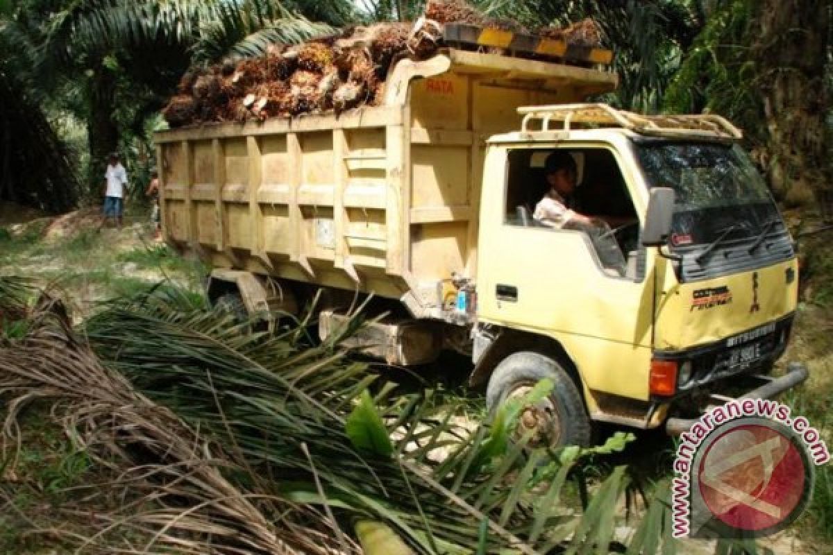 Harga TBS sawit di Barito Utara membaik