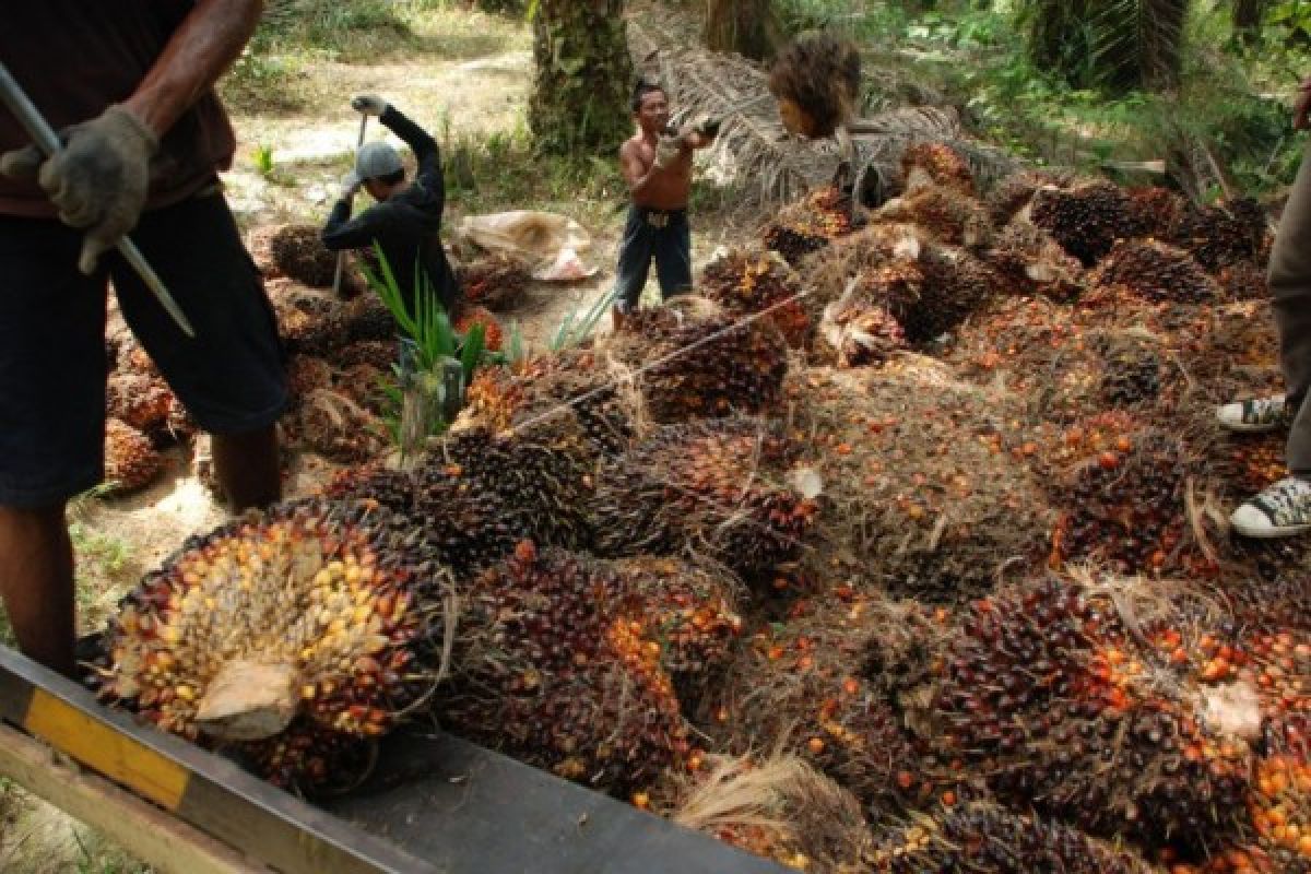 Harga sawit anjlok, petani Pulpis terpukul hingga ingin jual kebunnya