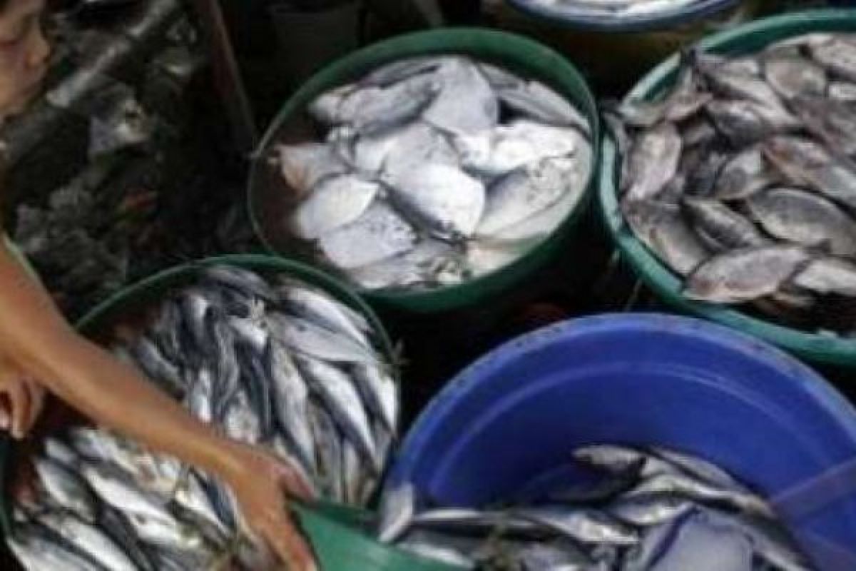 Ayo Budayakan Makan Ikan Pada Anak