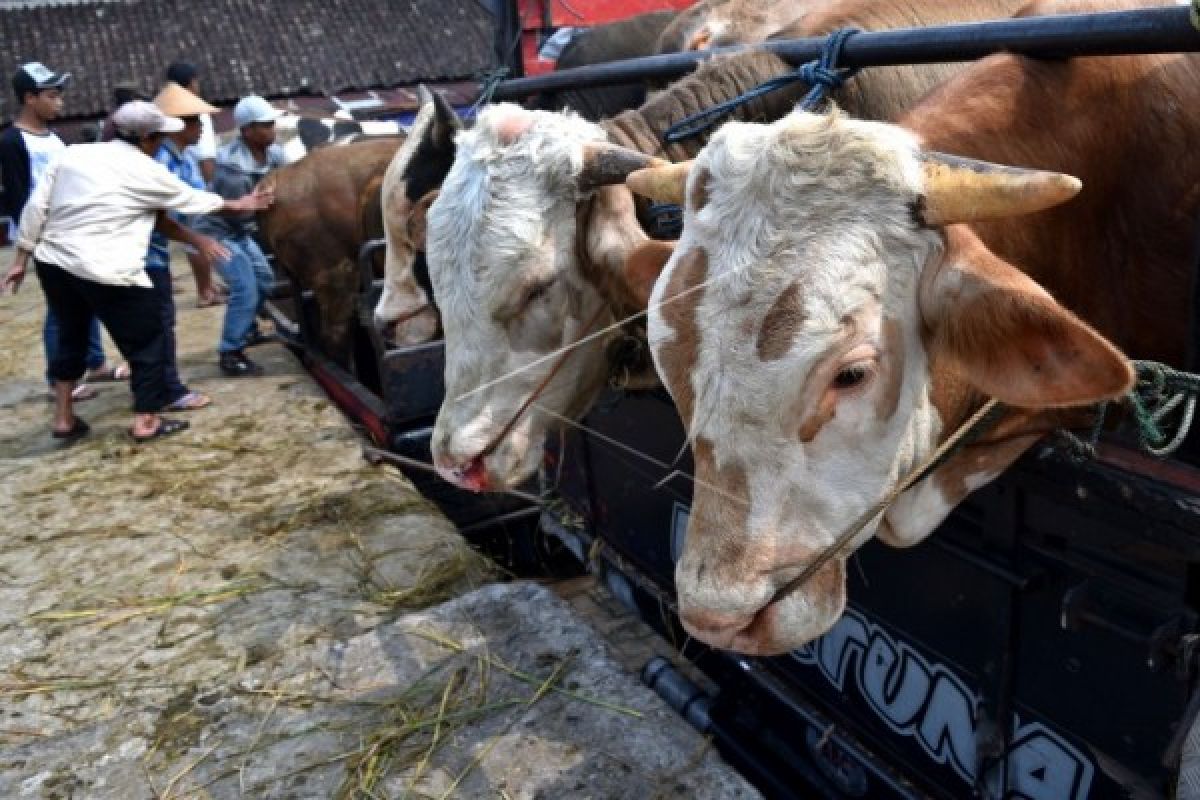 Akademisi: pengembangan sapi asli Indonesia perlu segera dilakukan