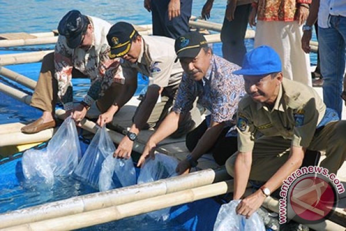 HSNI NTB Maklumi Larangan Menangkap Benih Lobster 