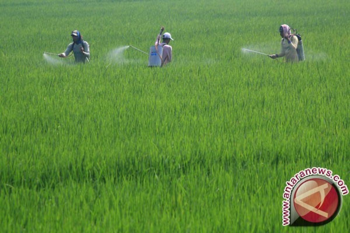 Babinsa Pelopori Pengolahan Sawah 350 Hektare 