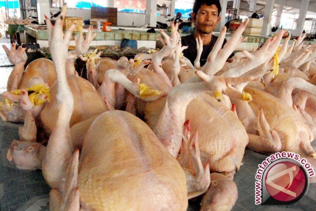 Harga Ayam Pedaging Cenderung Naik