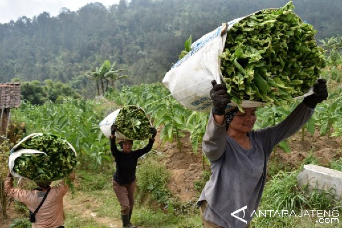 Petani Berharap Semua Tembakau Terserap Pabrikan