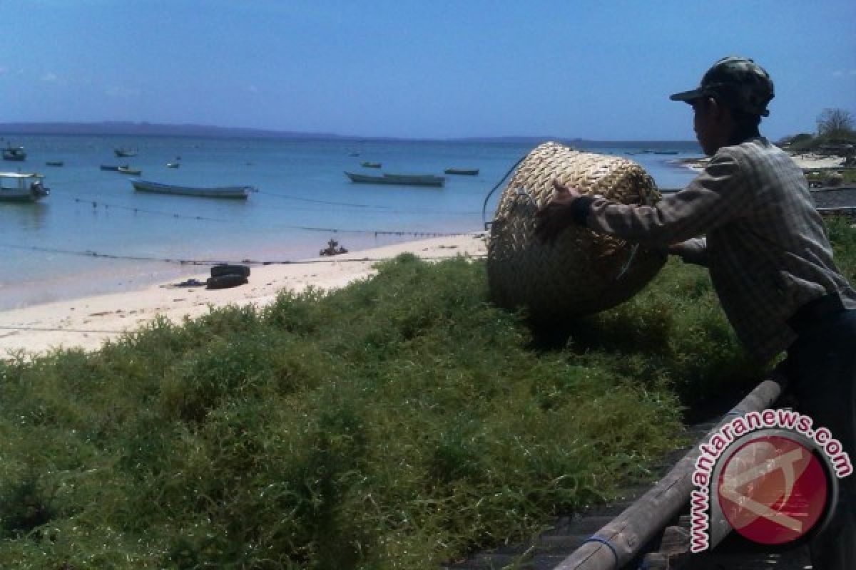 NTT kembangkan dua kultur jaringan rumput laut