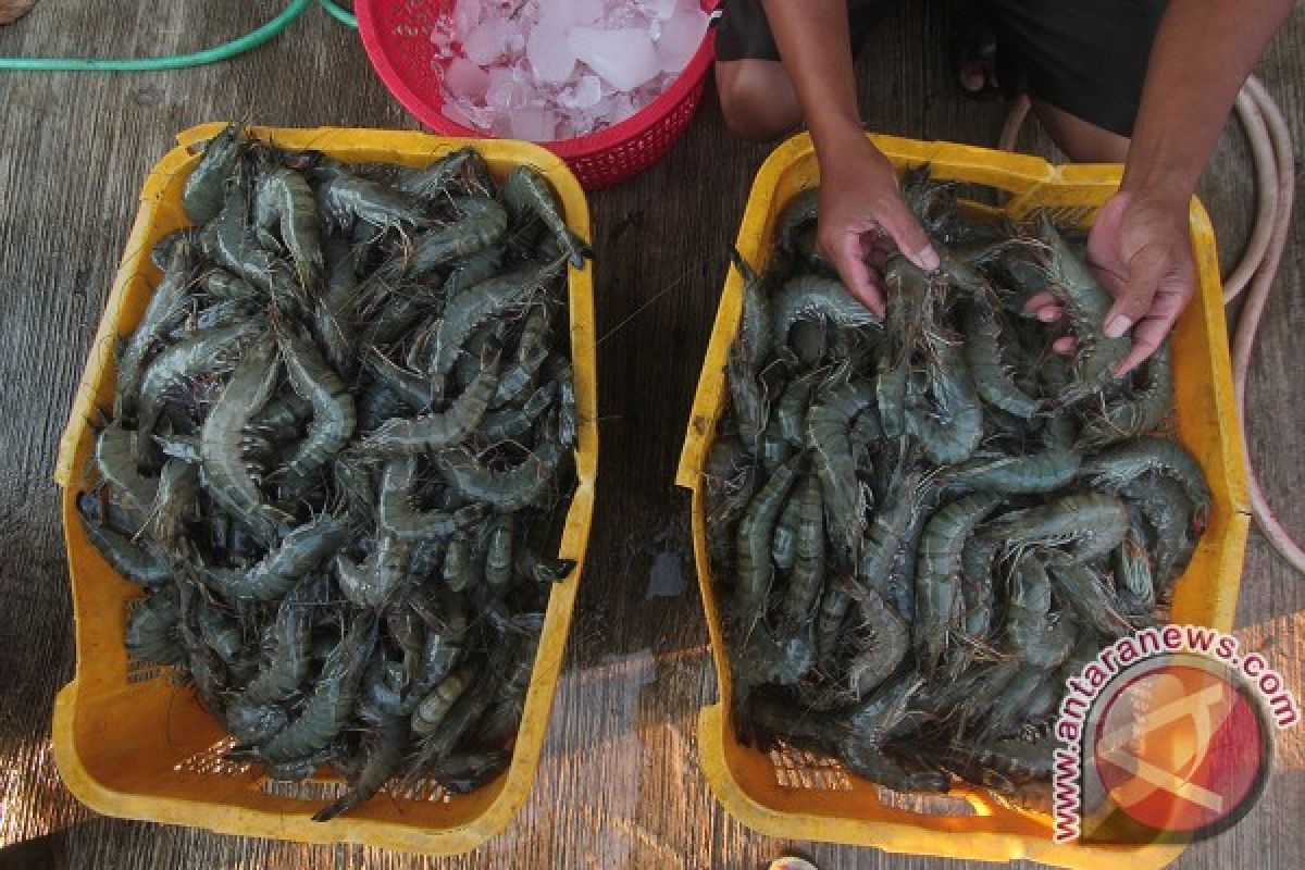 Siklus Budidaya Udang Vaname Dikurangi