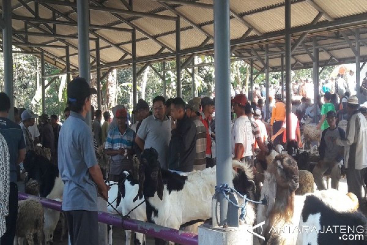 Jelang Idul Adha, Harga Sapi Naik Rp1 Juta/Ekor