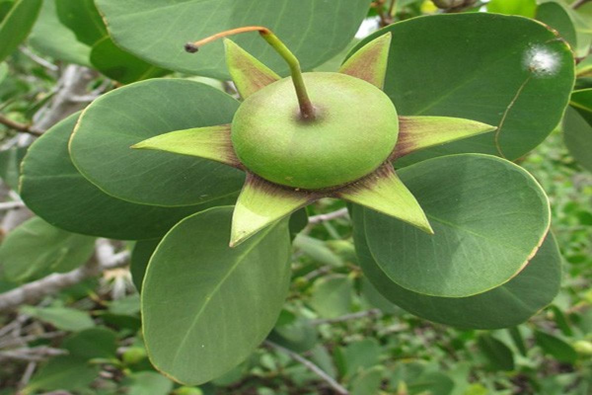 Mangrove juga bisa untuk bahan kosmetik