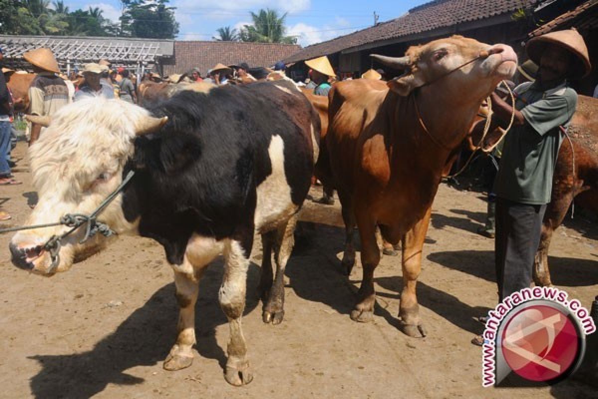 Penuhi Aspek "ASUH" Untuk Daging Kurban