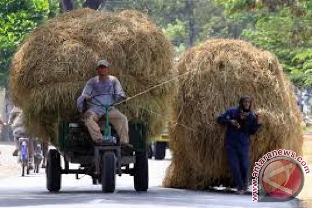 Kebutuhan Pakan Ternak Kendari Empat Ton/Hari