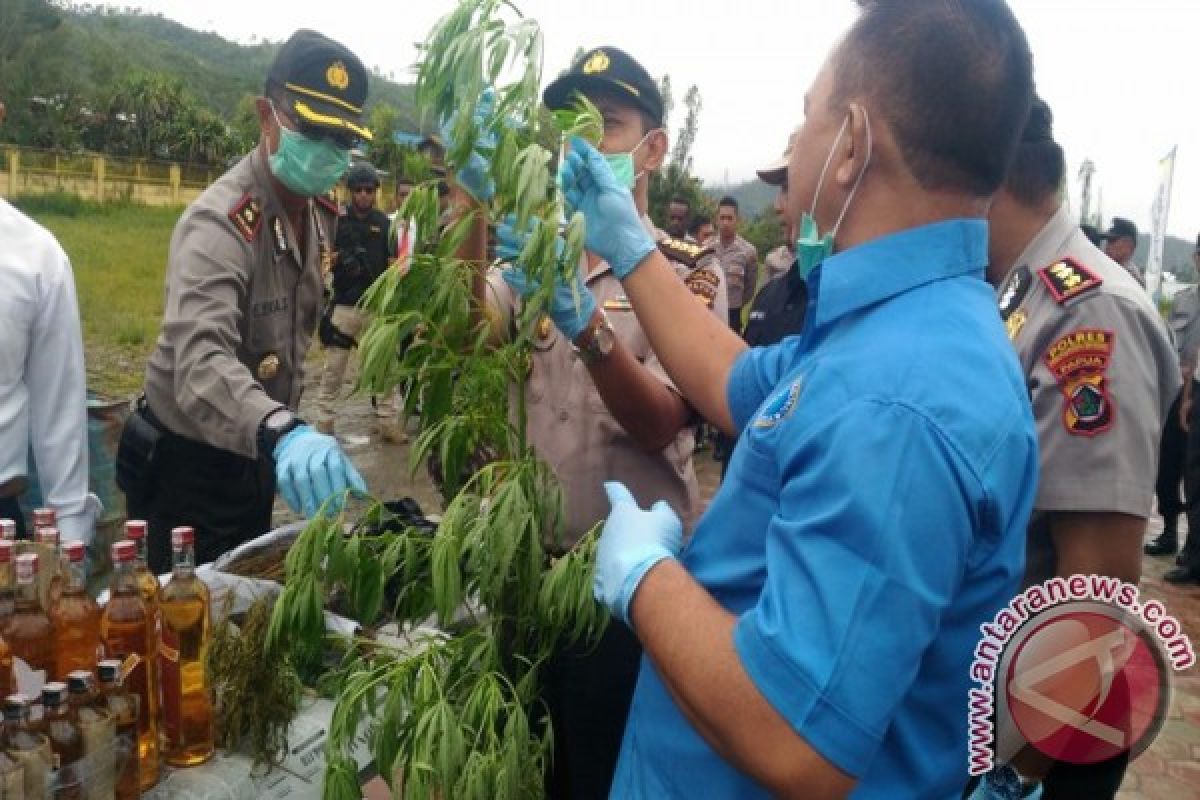 Polres Pegubin musnahkan 825 pohon ganja