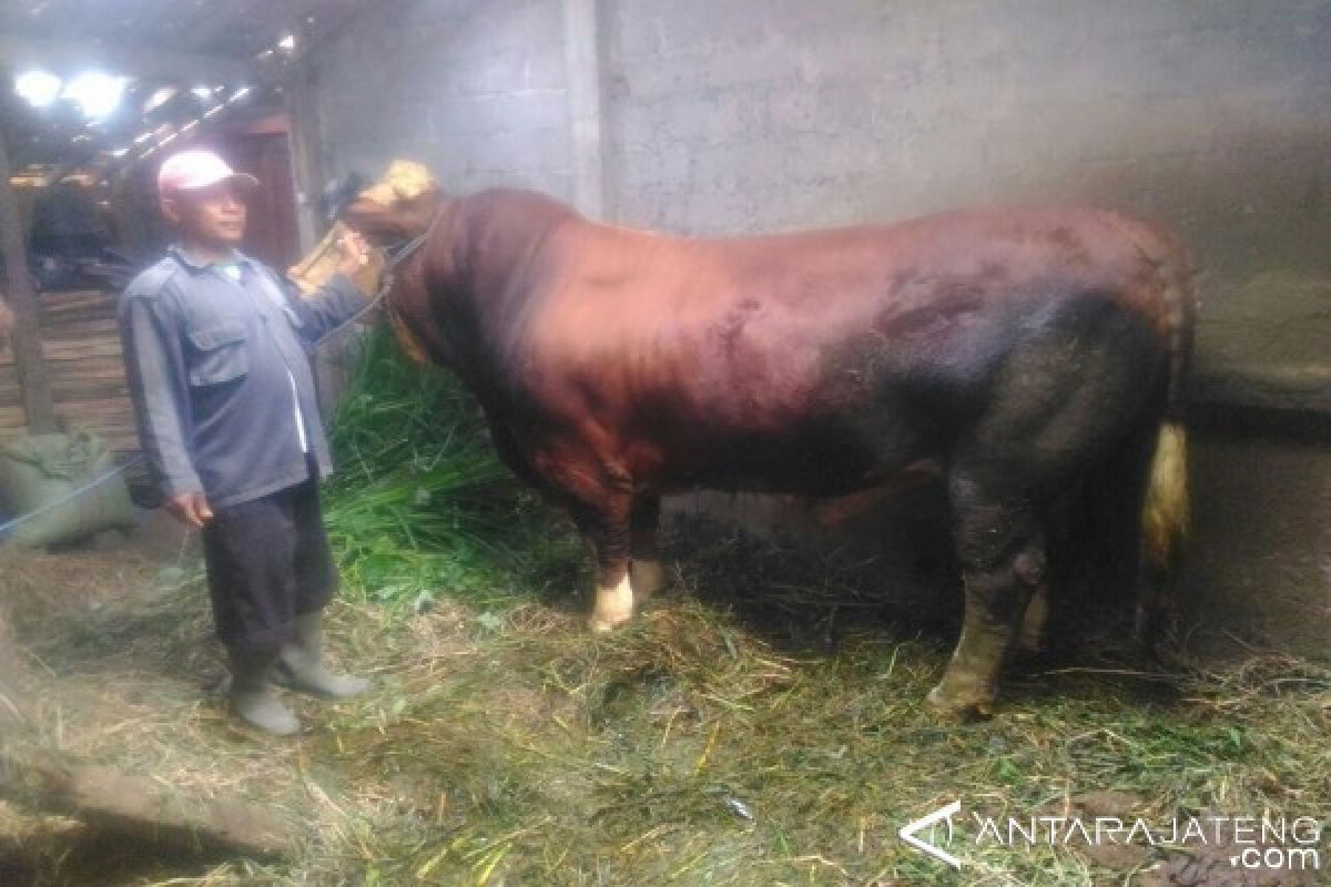 Sapi Jumbo Ini Ditawarkan Rp75 Juta