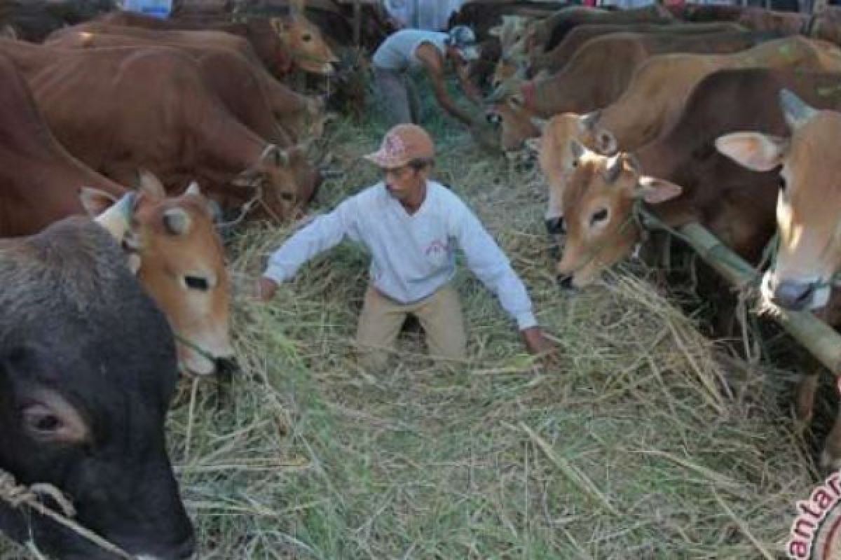 Pemko Dumai Terjunkan 45 Petugas Pengawas Kesehatan Hewan Kurban