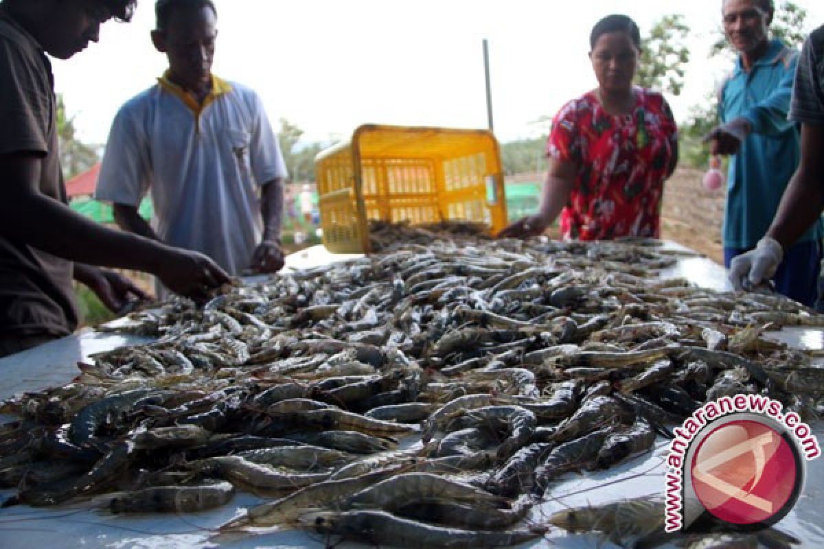 Petambak Udang Vaname Gagal Panen Karena Cuaca 