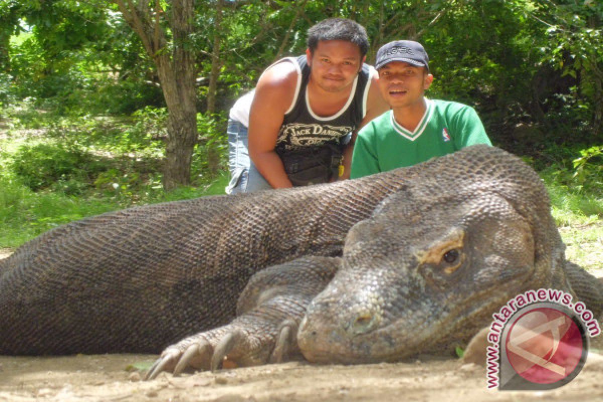 Komodo Island Witnesses Increase In Number of Tourist Arrivals