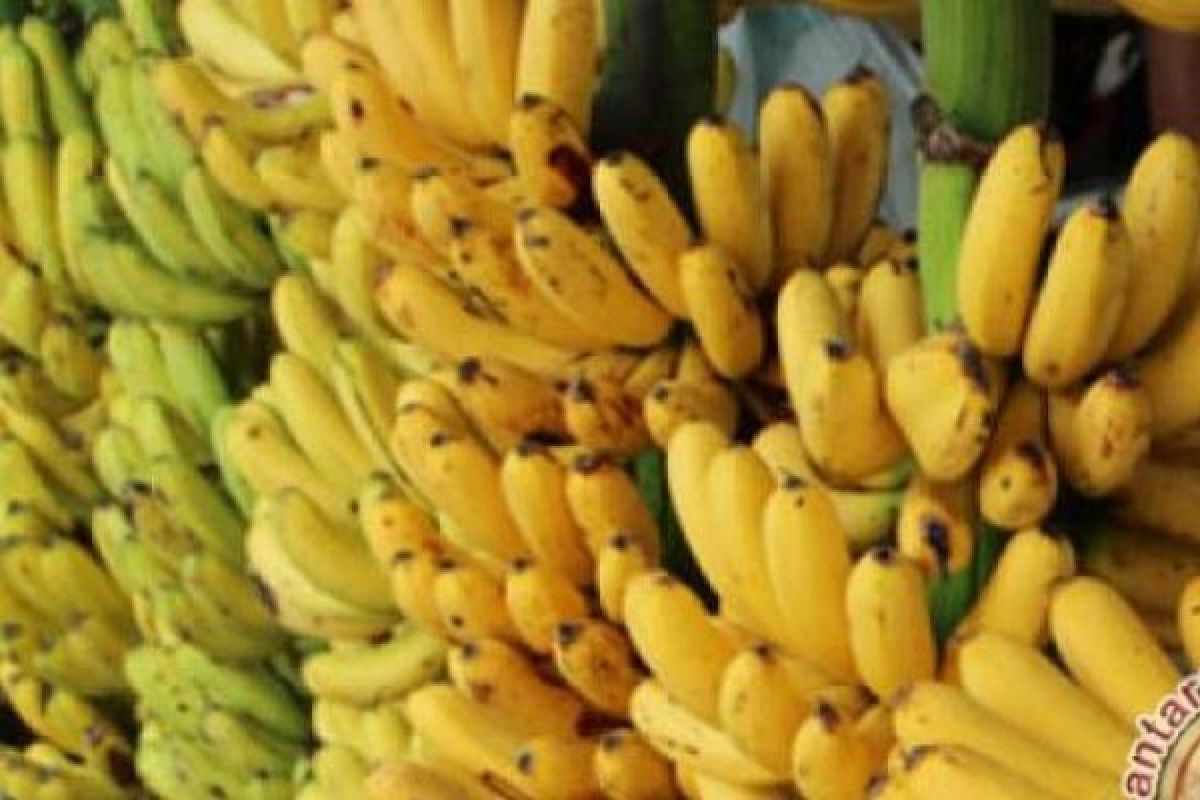 Jangan Asal Pilih Pisang, Baca Dulu Penjelasan Berikut