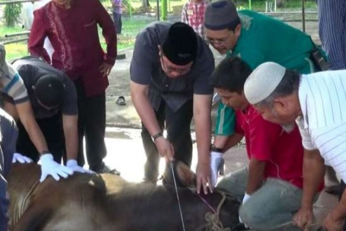 Kebutuhan kurban di Dumai diprediksi 2.500 ternak