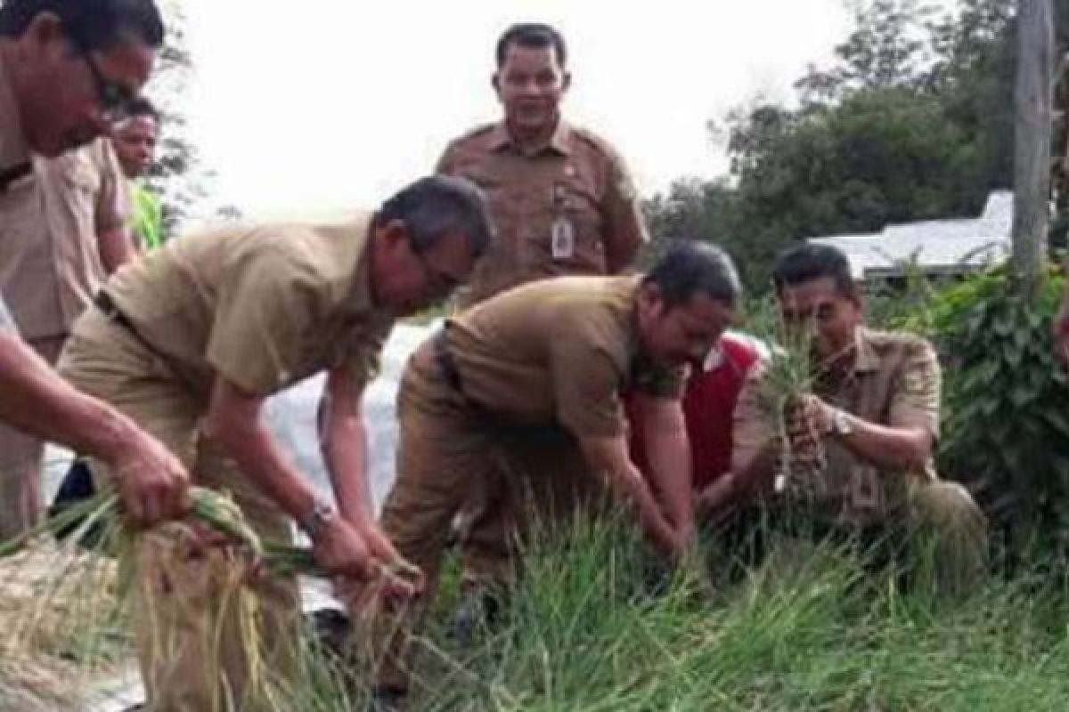 Petani Bawang Merah Panen Raya