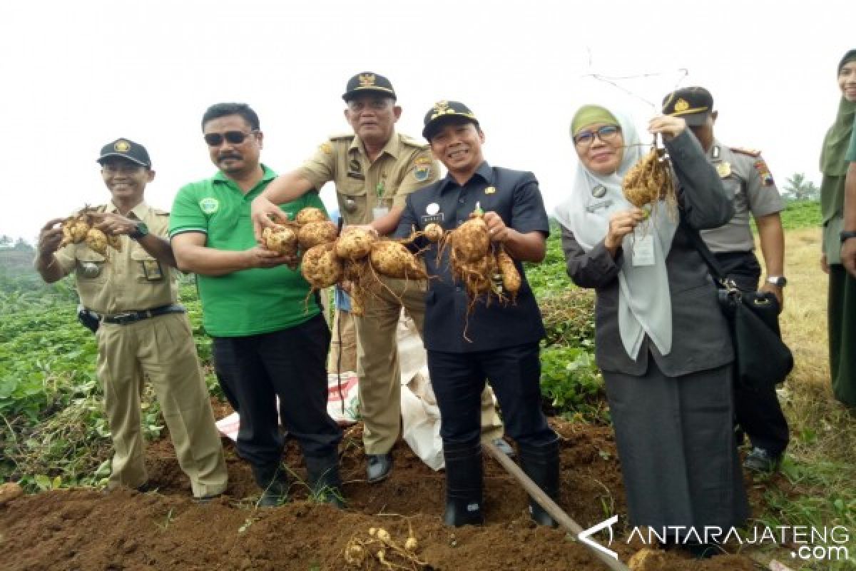 Petani Batang Ekspor Ubi Jalar ke Jepang & Korea