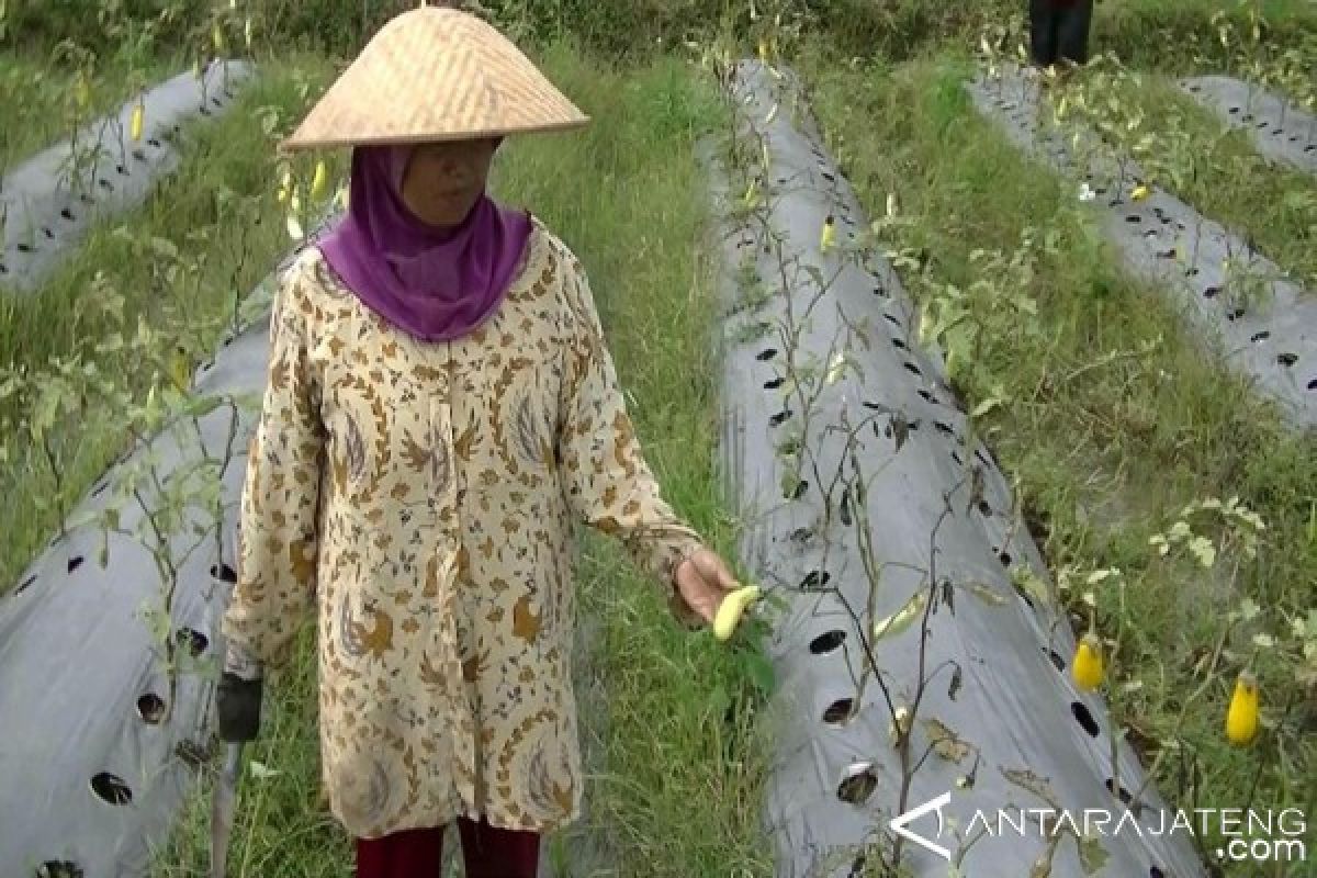 Tanaman Terung di Temanggung Busuk Akibat Hujan