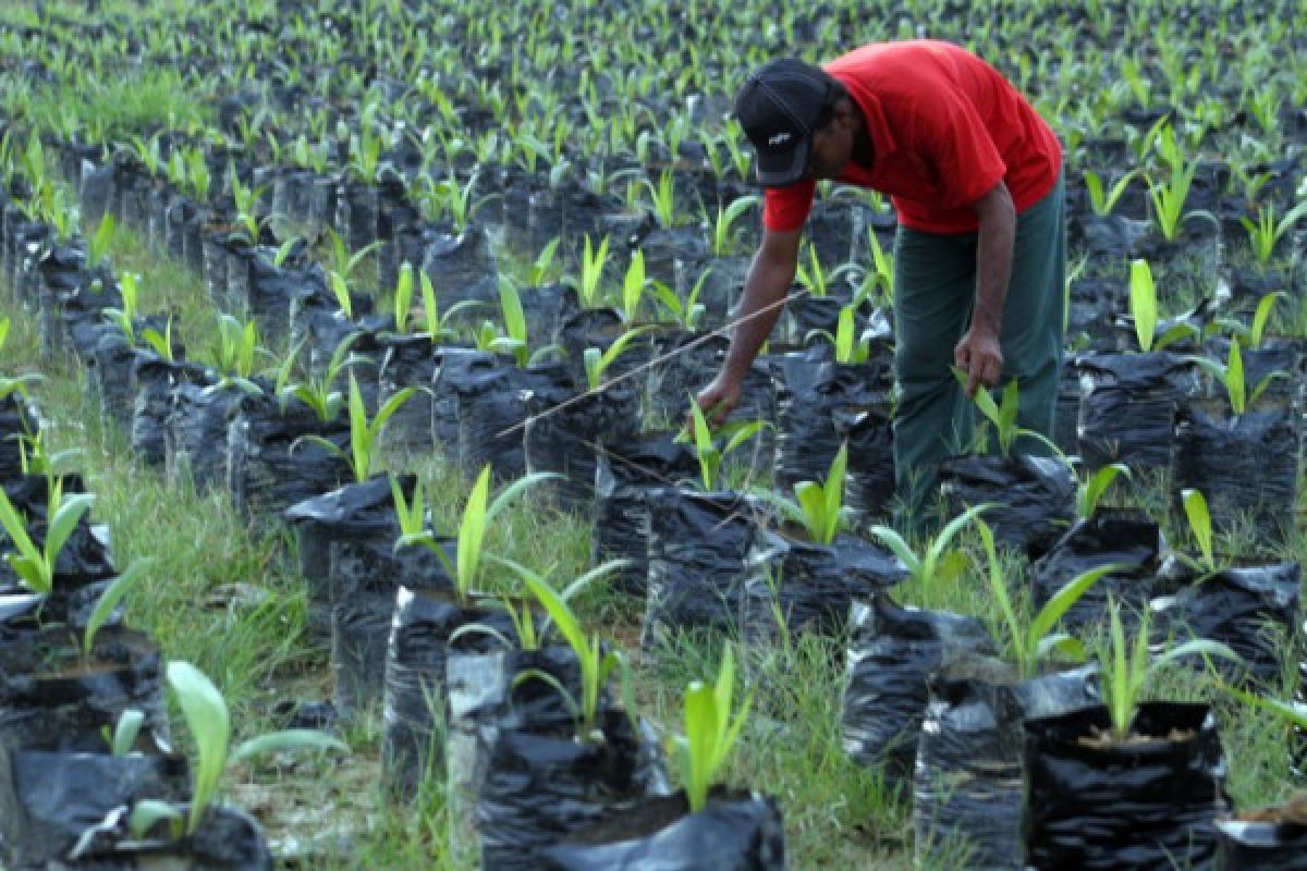 Penjualan Bibit Sawit Bakal Meningkat Karena ini