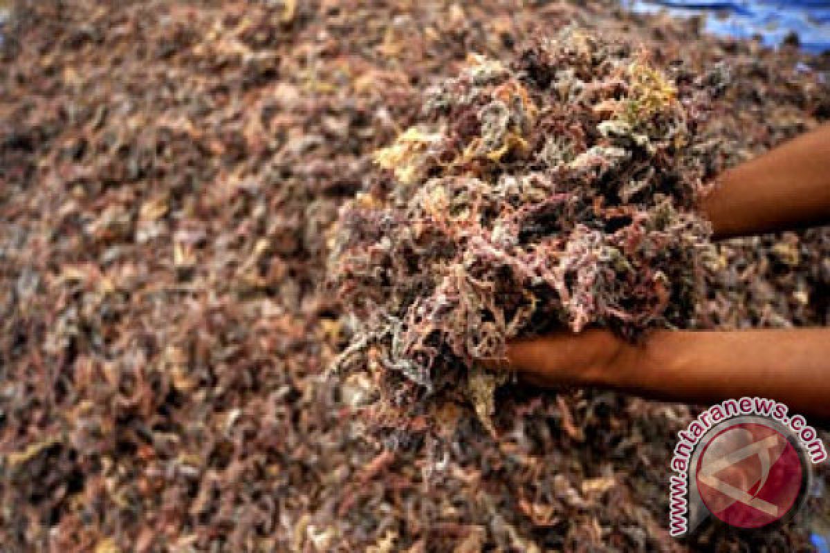 Wakatobi Masih Kesulitan Peroleh Bibit Rumput Laut 