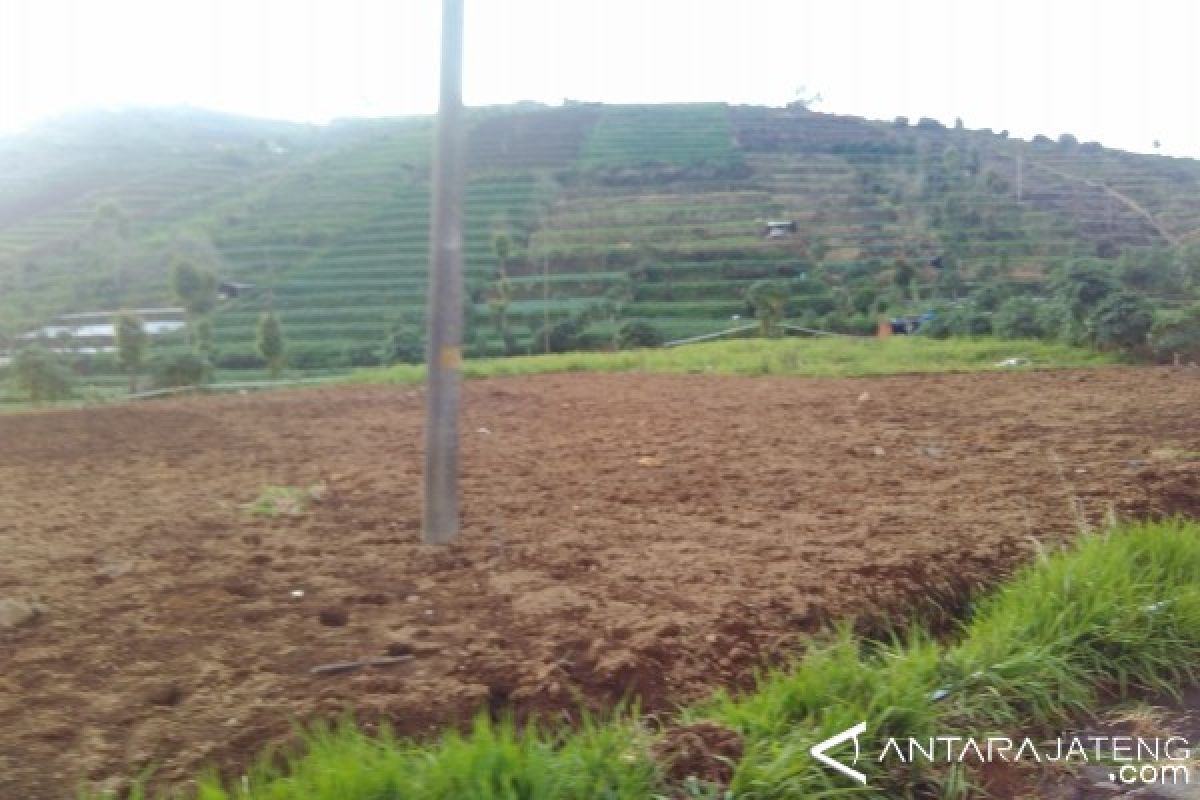 Petani Batang Berharap Harga Kentang Stabil