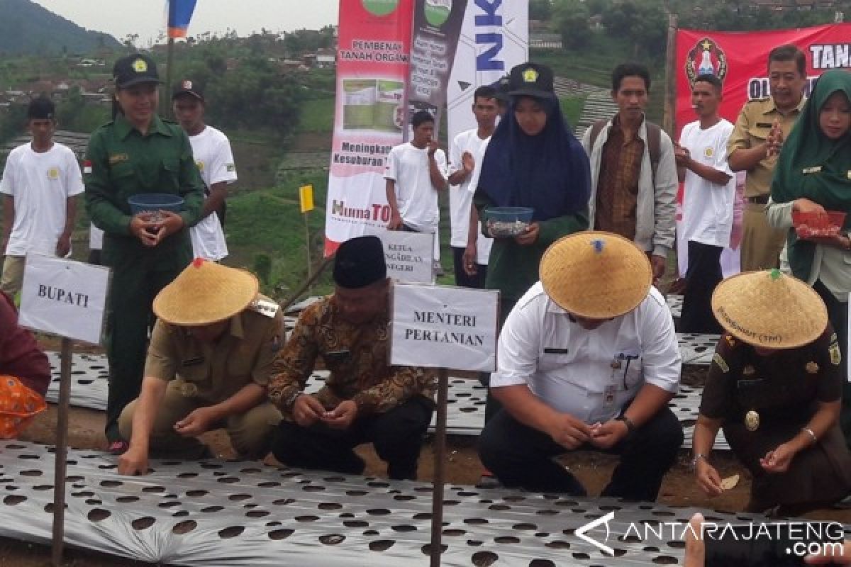 Lereng Sumbing Awali Kebangkitan Bawang Putih