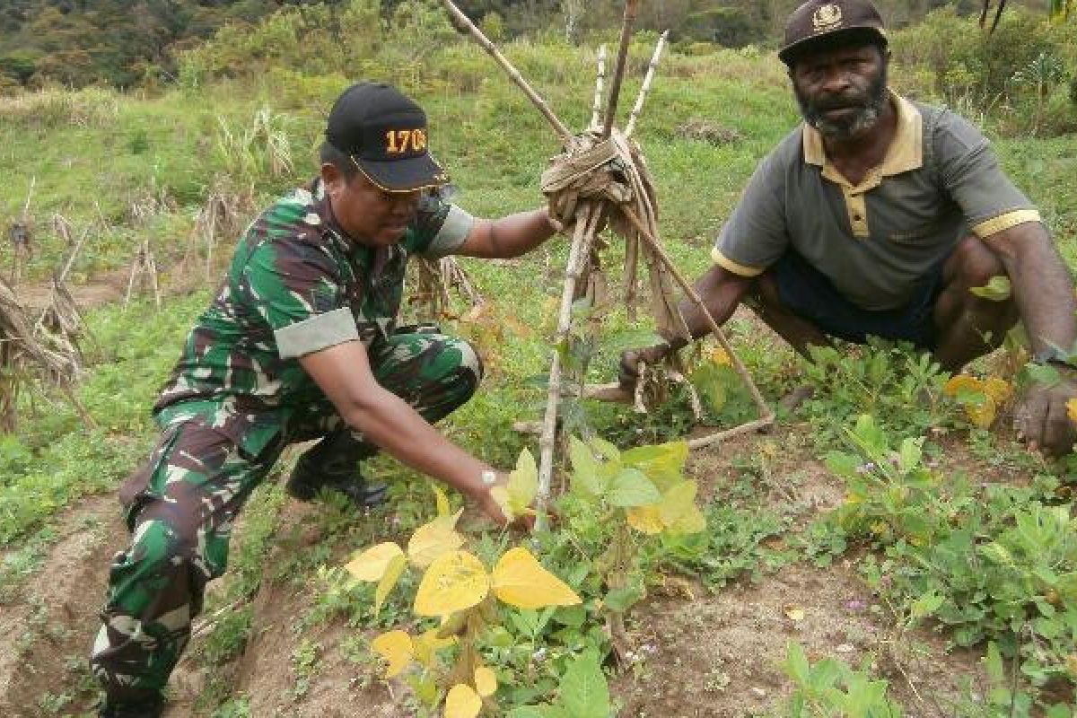 Babinsa Koramil Mapia bantu petani siapkan bibit kopi dan kedelai