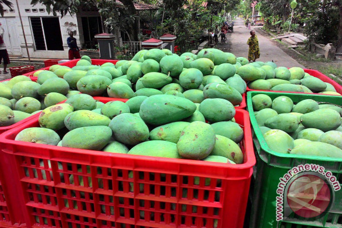 Mangga Harum Manis Indonesia Rambah Qatar