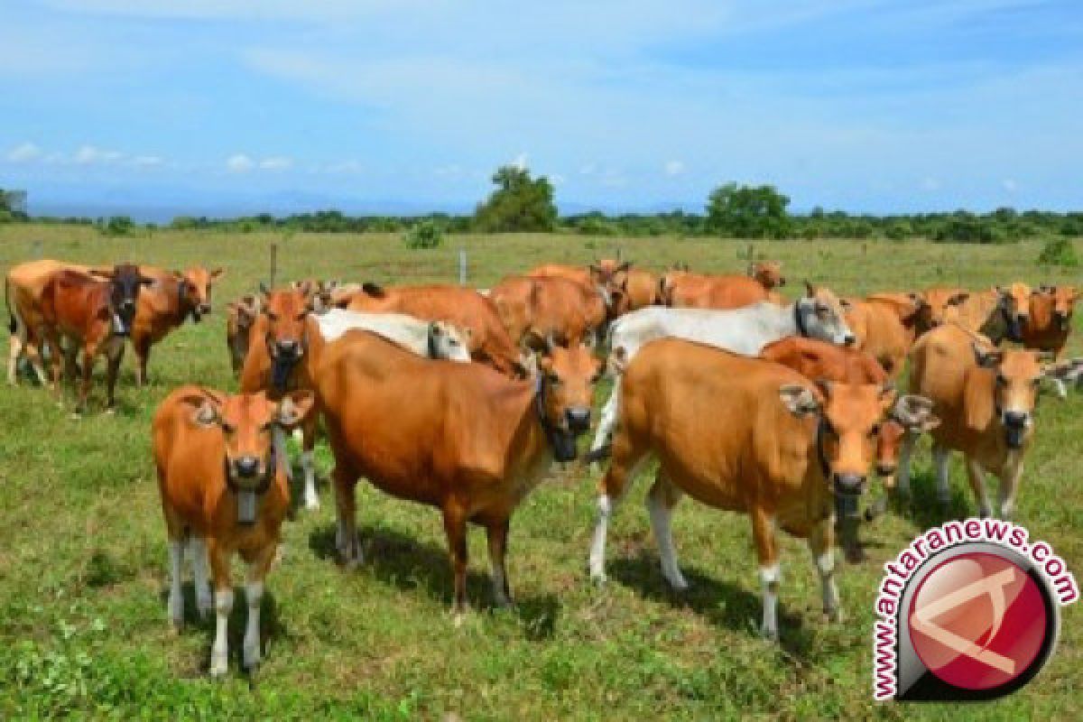 Konawe Selatan perluas kawasan pengembangan ternak sapi