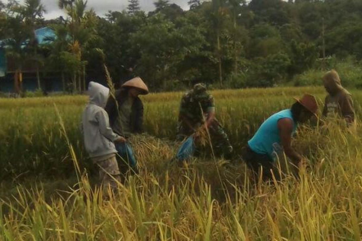 Babinsa Koramil Nabire dampingi petani panen padi 