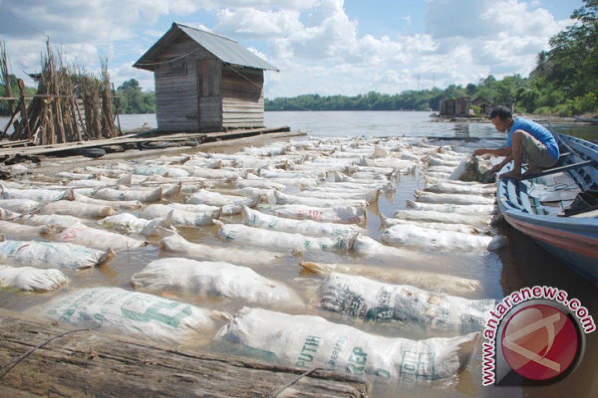 Harga Karet di Barito Utara Naik Tipis