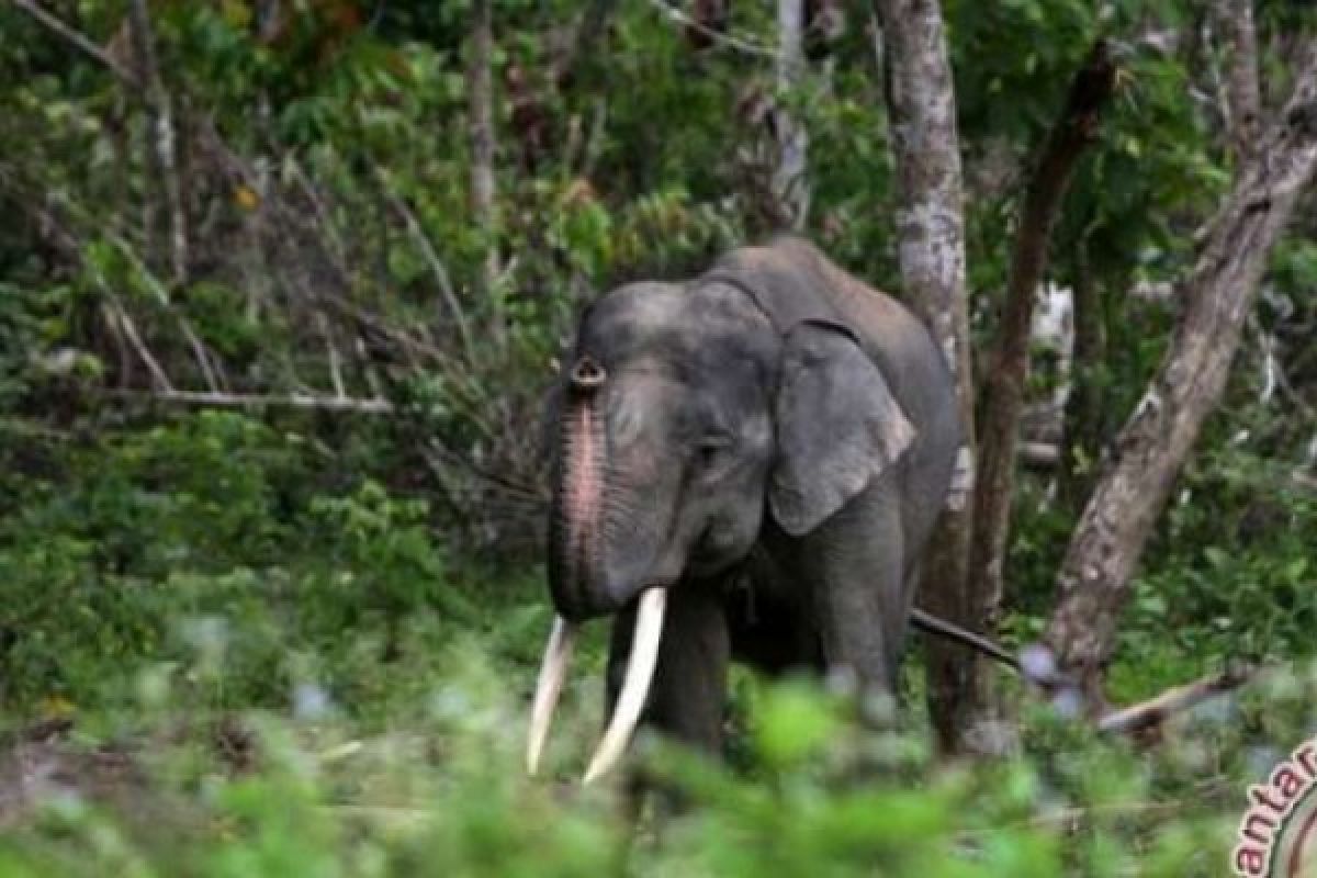 BBKSDA Riau Upayakan Pengembalian Dua Gajah Liar Ke Habitat Asli