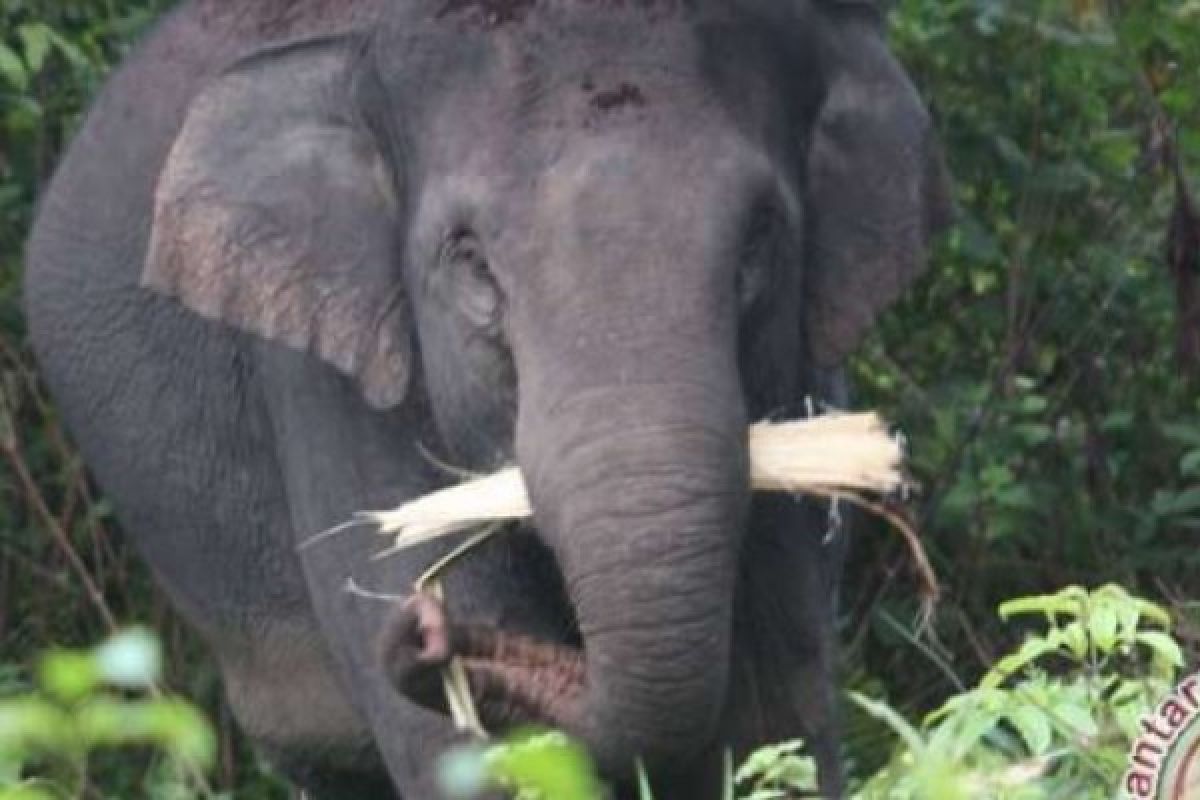 13 Gajah Liar Rusak Kebun Kelapa Warga Pekanbaru, ini dampaknya