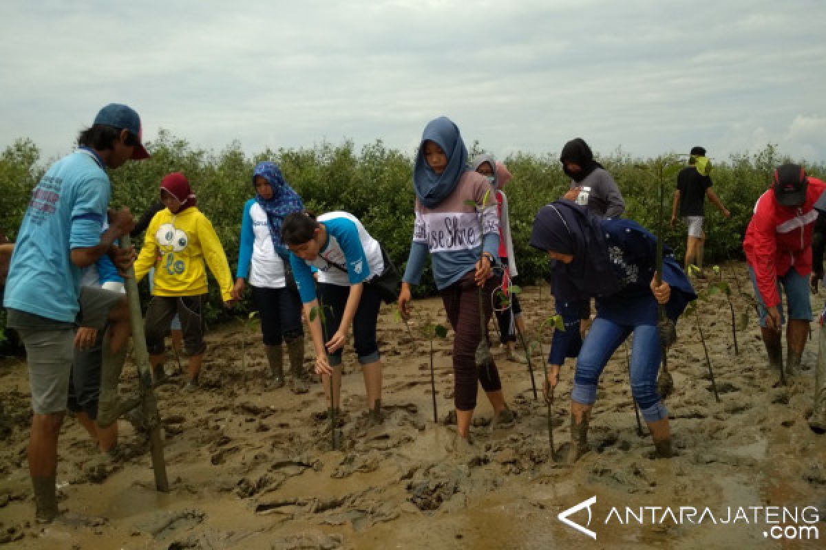 Relawan Garudafood Tanam Mangrove di Pati